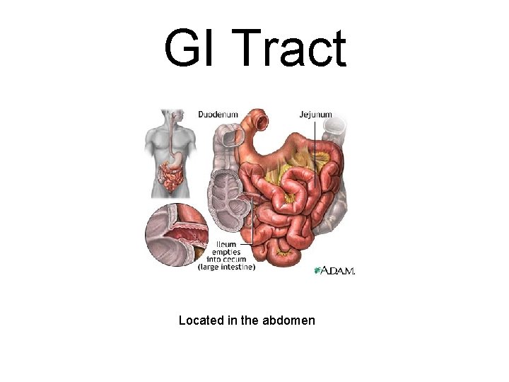 GI Tract Located in the abdomen 