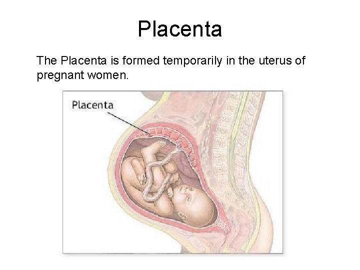 Placenta The Placenta is formed temporarily in the uterus of pregnant women. 