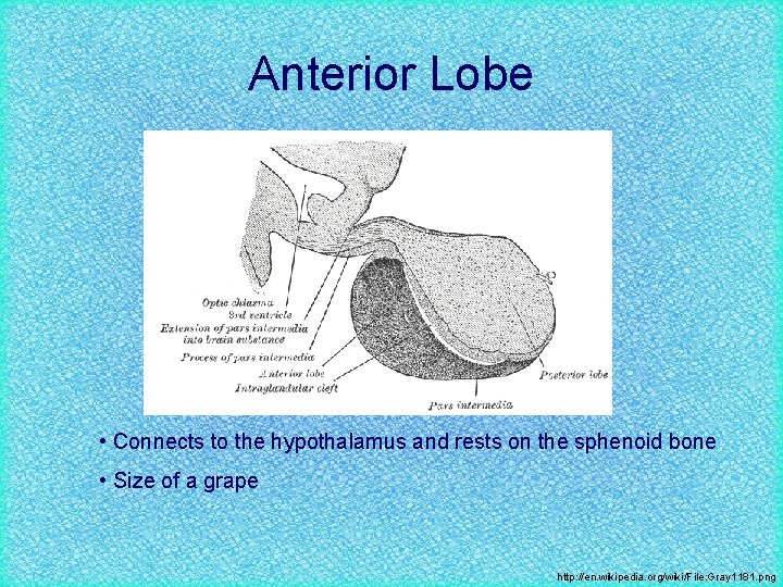 Anterior Lobe • Connects to the hypothalamus and rests on the sphenoid bone •