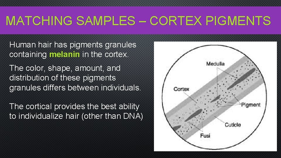 MATCHING SAMPLES – CORTEX PIGMENTS Human hair has pigments granules containing melanin in the
