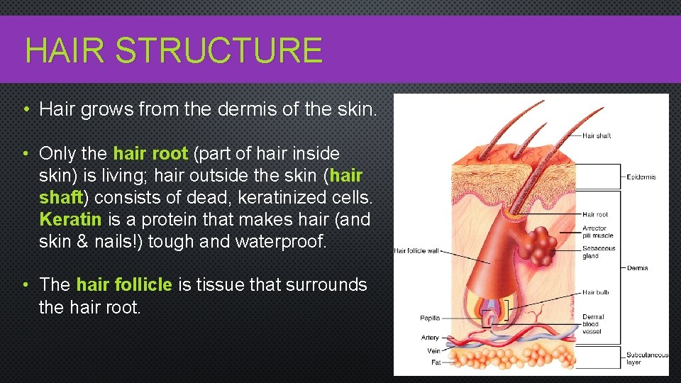 HAIR STRUCTURE • Hair grows from the dermis of the skin. • Only the