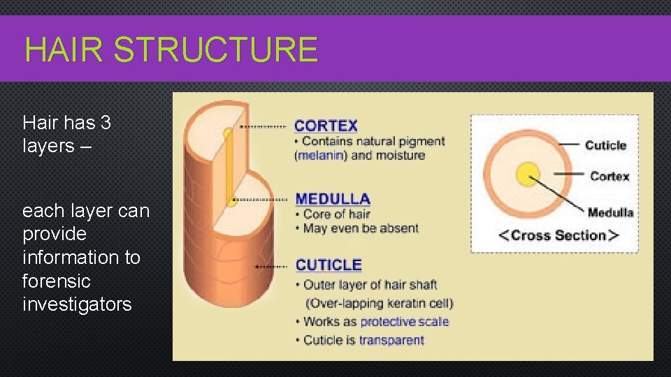 HAIR STRUCTURE Hair has 3 layers – each layer can provide information to forensic