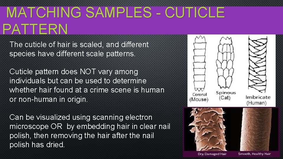 MATCHING SAMPLES - CUTICLE PATTERN The cuticle of hair is scaled, and different species