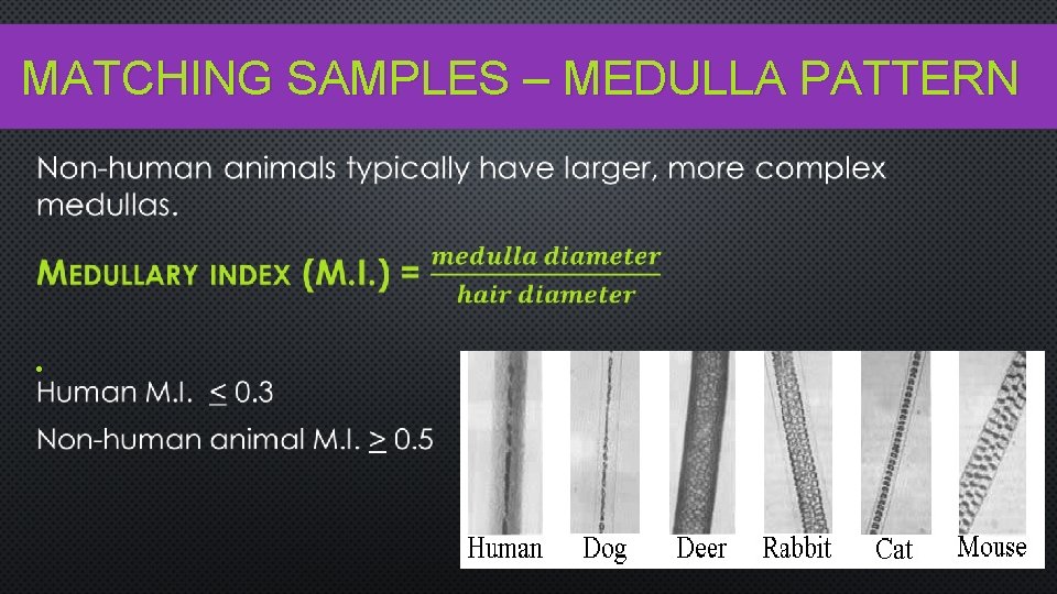MATCHING SAMPLES – MEDULLA PATTERN • 