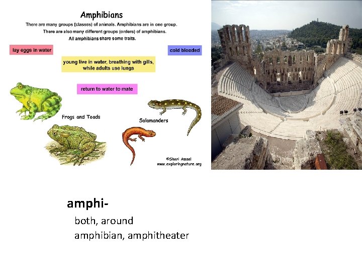 amphiboth, around amphibian, amphitheater 
