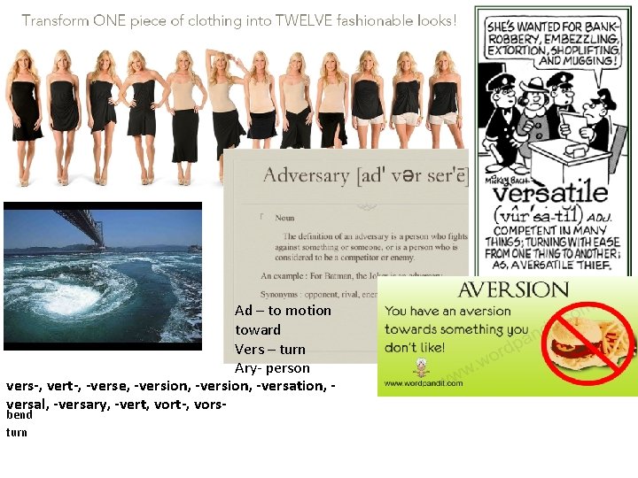 Ad – to motion toward Vers – turn Ary- person vers-, vert-, -verse, -version,