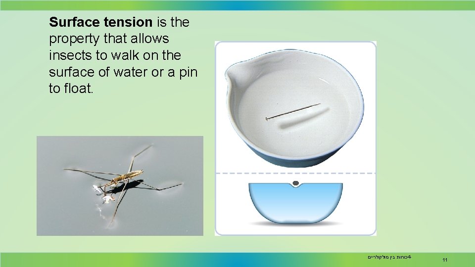 Surface tension is the property that allows insects to walk on the surface of