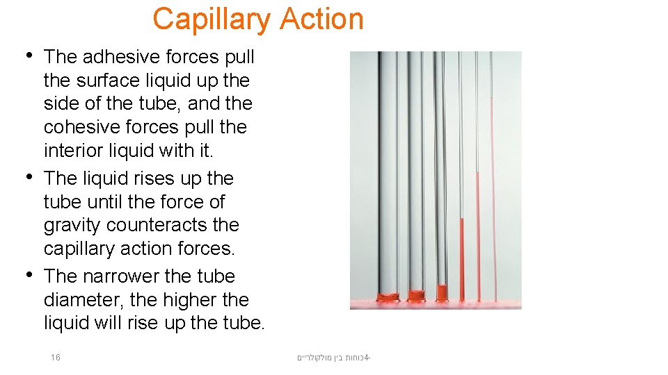 Capillary Action • The adhesive forces pull • • the surface liquid up the