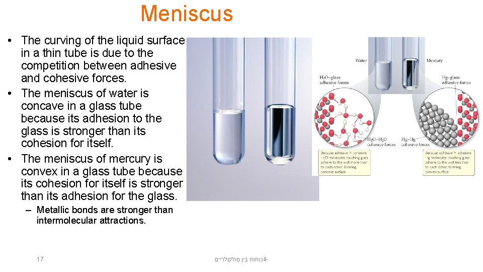 Meniscus • The curving of the liquid surface in a thin tube is due