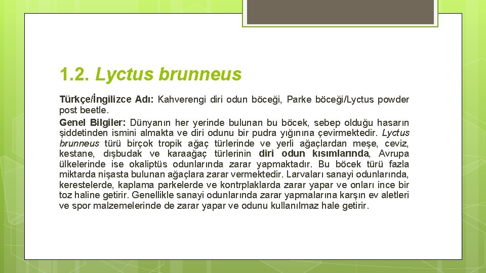 1. 2. Lyctus brunneus Türkçe/İngilizce Adı: Kahverengi diri odun böceği, Parke böceği/Lyctus powder post