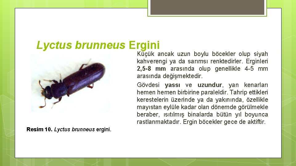 Lyctus brunneus Ergini Küçük ancak uzun boylu böcekler olup siyah kahverengi ya da sarımsı