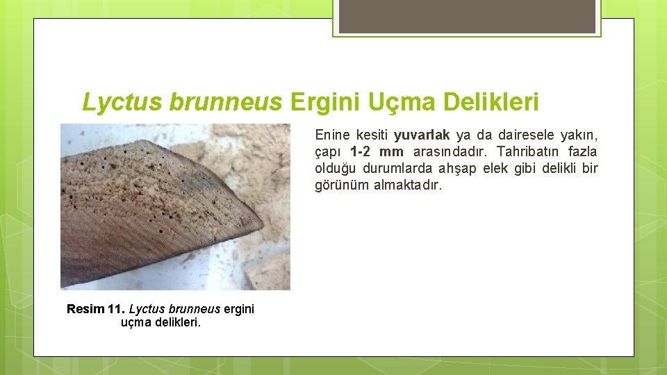 Lyctus brunneus Ergini Uçma Delikleri Enine kesiti yuvarlak ya da dairesele yakın, çapı 1