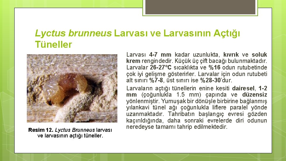 Lyctus brunneus Larvası ve Larvasının Açtığı Tüneller Resim 12. Lyctus Brunneus larvası ve larvasının