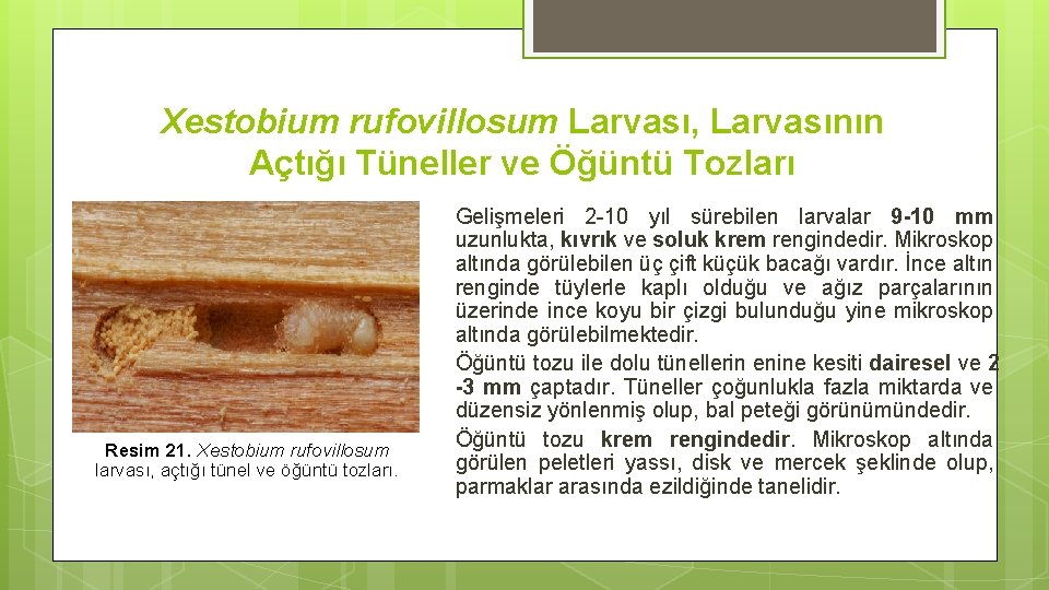 Xestobium rufovillosum Larvası, Larvasının Açtığı Tüneller ve Öğüntü Tozları Resim 21. Xestobium rufovillosum larvası,