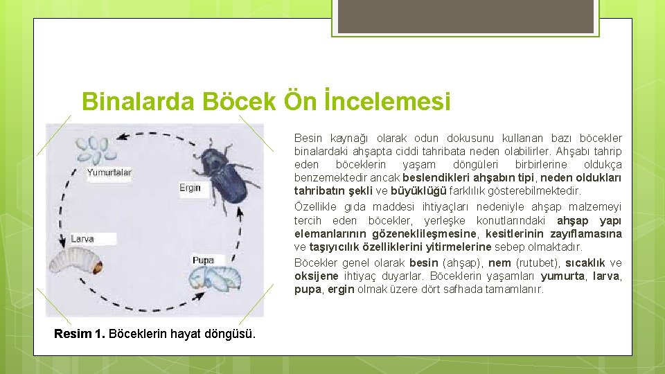 Binalarda Böcek Ön İncelemesi Besin kaynağı olarak odun dokusunu kullanan bazı böcekler binalardaki ahşapta