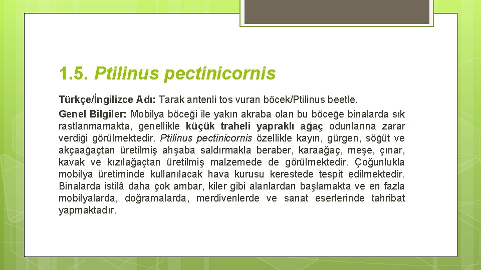 1. 5. Ptilinus pectinicornis Türkçe/İngilizce Adı: Tarak antenli tos vuran böcek/Ptilinus beetle. Genel Bilgiler: