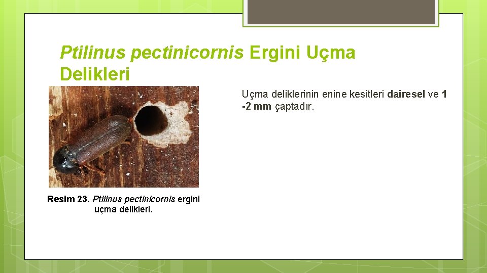 Ptilinus pectinicornis Ergini Uçma Delikleri Uçma deliklerinin enine kesitleri dairesel ve 1 -2 mm