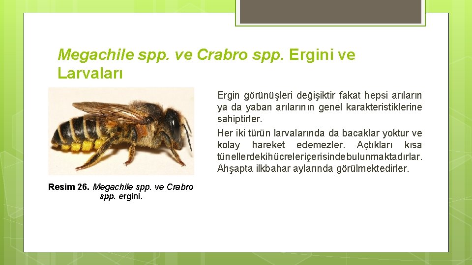 Megachile spp. ve Crabro spp. Ergini ve Larvaları Ergin görünüşleri değişiktir fakat hepsi arıların