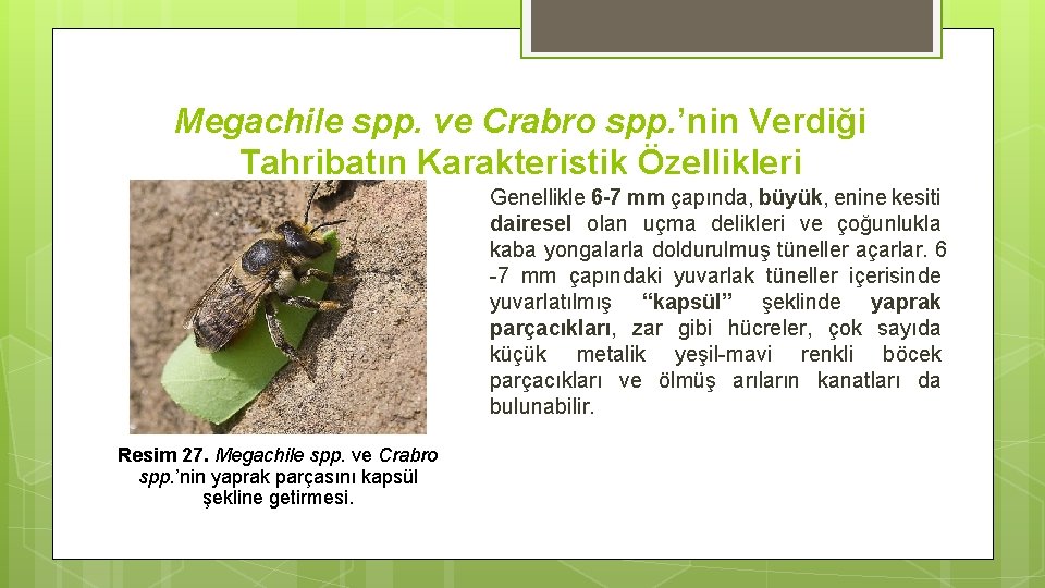 Megachile spp. ve Crabro spp. ’nin Verdiği Tahribatın Karakteristik Özellikleri Genellikle 6 -7 mm