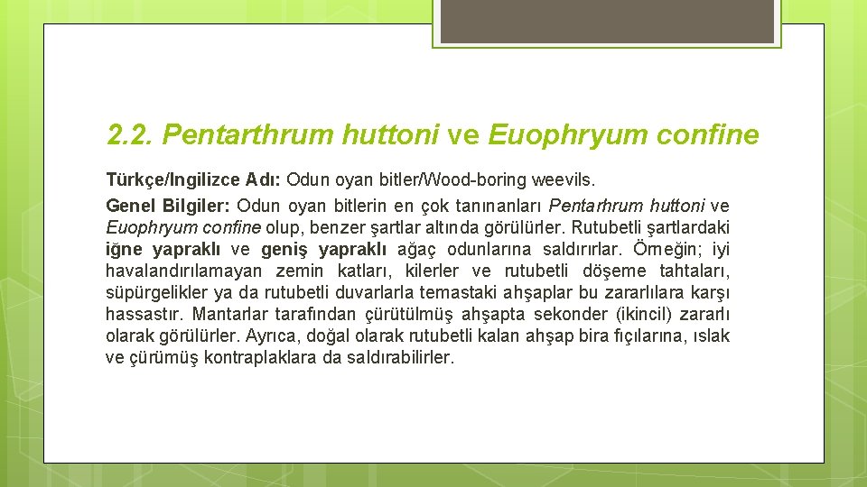 2. 2. Pentarthrum huttoni ve Euophryum confine Türkçe/lngilizce Adı: Odun oyan bitler/Wood-boring weevils. Genel