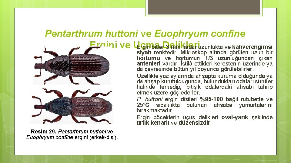 Pentarthrum huttoni ve Euophryum confine Ergini ve Uçma Ergin bitler. Delikleri 3 mm kadar