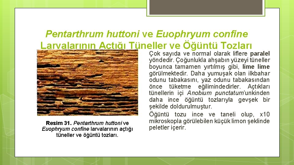 Pentarthrum huttoni ve Euophryum confine Larvalarının Açtığı Tüneller ve Öğüntü Tozları Resim 31. Pentarthrum