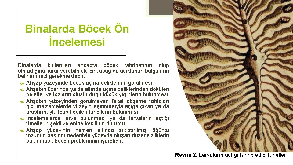 Binalarda Böcek Ön İncelemesi Binalarda kullanılan ahşapta böcek tahribatının olup olmadığına karar verebilmek için,