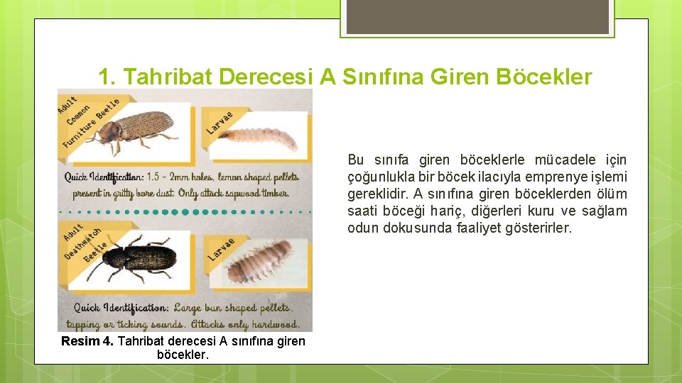 1. Tahribat Derecesi A Sınıfına Giren Böcekler Bu sınıfa giren böceklerle mücadele için çoğunlukla