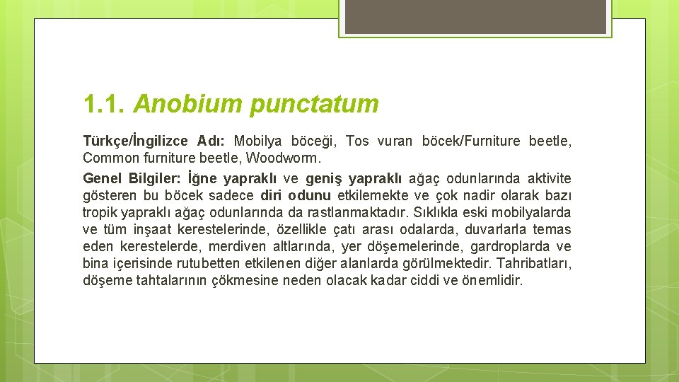 1. 1. Anobium punctatum Türkçe/İngilizce Adı: Mobilya böceği, Tos vuran böcek/Furniture beetle, Common furniture