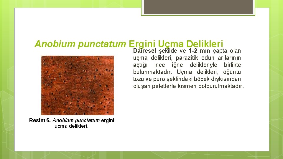 Anobium punctatum Ergini Uçma Delikleri Dairesel şekilde ve 1 -2 mm çapta olan uçma