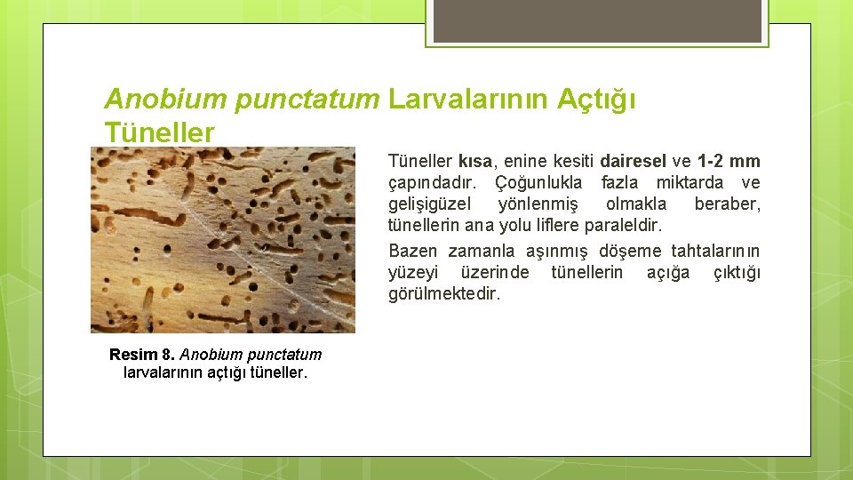Anobium punctatum Larvalarının Açtığı Tüneller kısa, enine kesiti dairesel ve 1 -2 mm çapındadır.