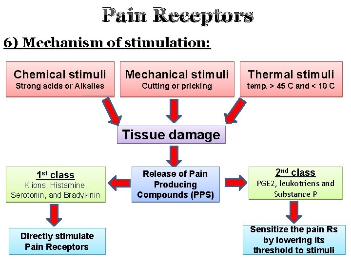Pain Receptors 6) Mechanism of stimulation: Chemical stimuli Mechanical stimuli Thermal stimuli Strong acids
