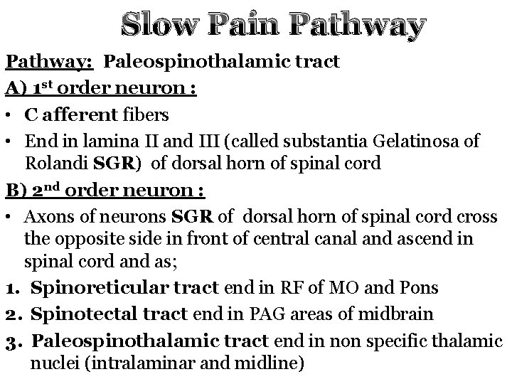 Slow Pain Pathway: Paleospinothalamic tract A) 1 st order neuron : • C afferent