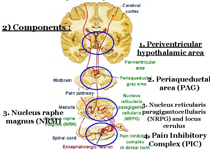 2) Components : 1. Periventricular hypothalamic area 2. Periaqueductal area (PAG) 3. Nucleus raphe