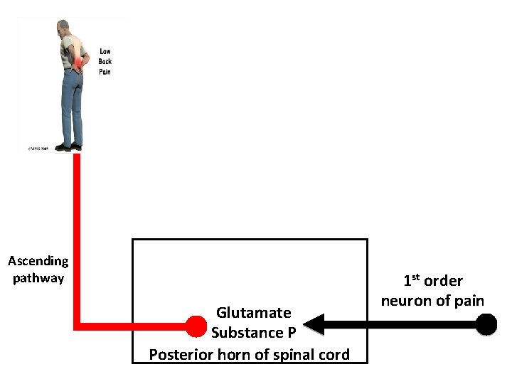Ascending pathway Glutamate Substance P Posterior horn of spinal cord 1 st order neuron