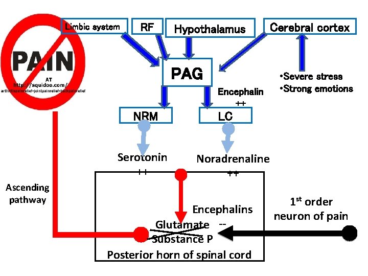 Limbic system RF Hypothalamus Cerebral cortex PAG Encephalin ++ NRM Serotonin ++ Ascending pathway