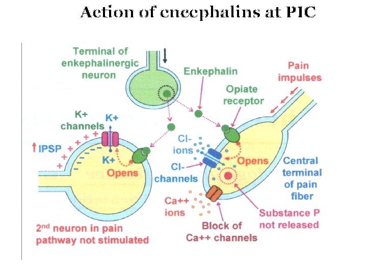 Action of encephalins at PIC 