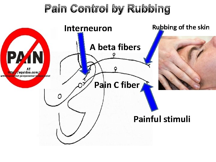 Pain Control by Rubbing Interneuron Rubbing of the skin A beta fibers Pain C