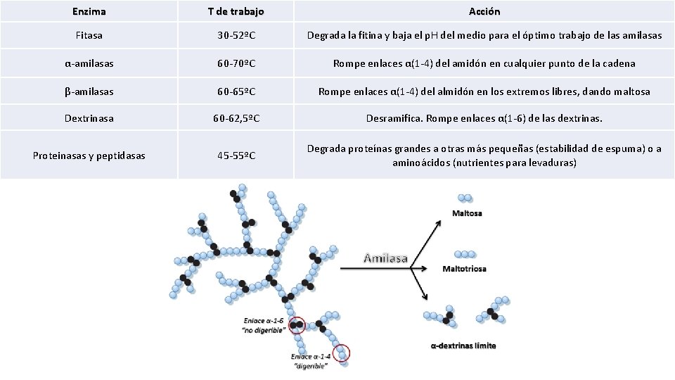 Enzima T de trabajo Acción Fitasa 30 -52ºC Degrada la fitina y baja el