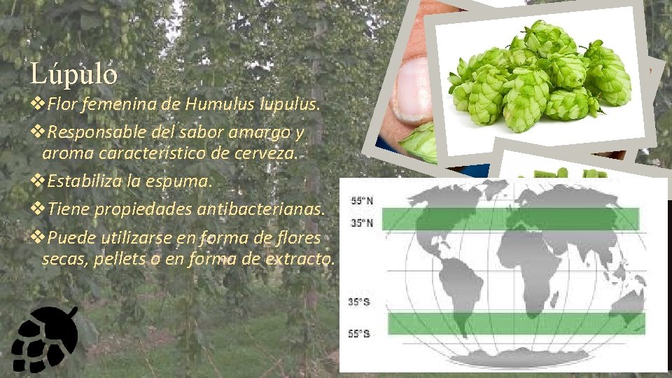 Lúpulo v. Flor femenina de Humulus lupulus. v. Responsable del sabor amargo y aroma