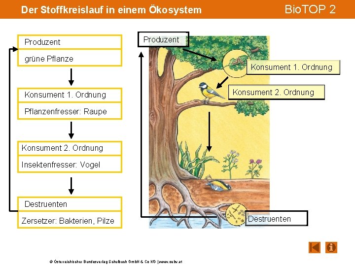 Der Stoffkreislauf in einem Ökosystem Produzent Bio. TOP 2 Produzent grüne Pflanze Konsument 1.