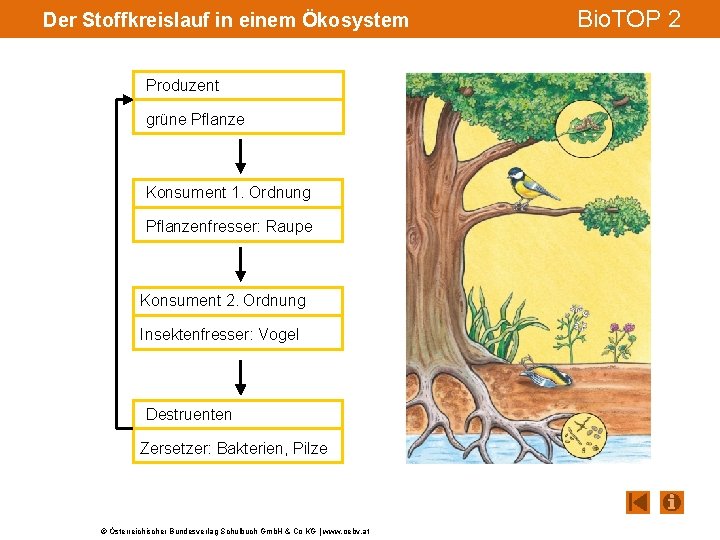 Der Stoffkreislauf in einem Ökosystem Produzent grüne Pflanze Konsument 1. Ordnung Pflanzenfresser: Raupe Konsument