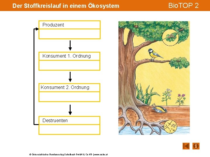 Der Stoffkreislauf in einem Ökosystem Produzent Konsument 1. Ordnung Konsument 2. Ordnung Destruenten ©