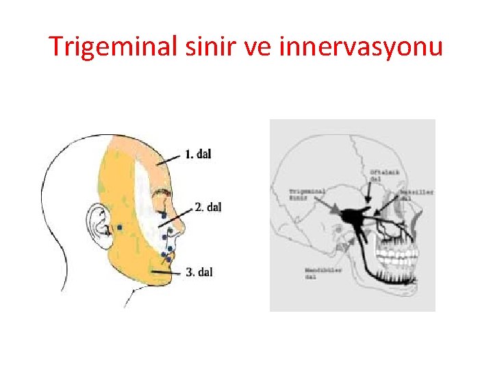 Trigeminal sinir ve innervasyonu 