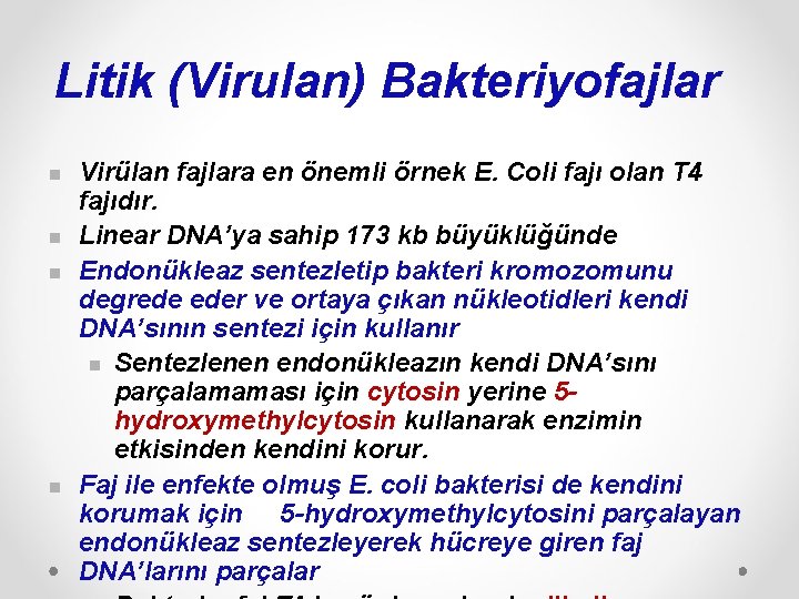 Litik (Virulan) Bakteriyofajlar n n Virülan fajlara en önemli örnek E. Coli fajı olan