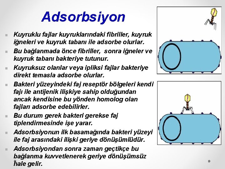 Adsorbsiyon n n n Kuyruklu fajlar kuyruklarındaki fibriller, kuyruk iğneleri ve kuyruk tabanı ile