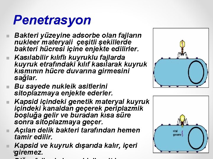 Penetrasyon n n n Bakteri yüzeyine adsorbe olan fajların nukleer materyali çeşitli şekillerde bakteri