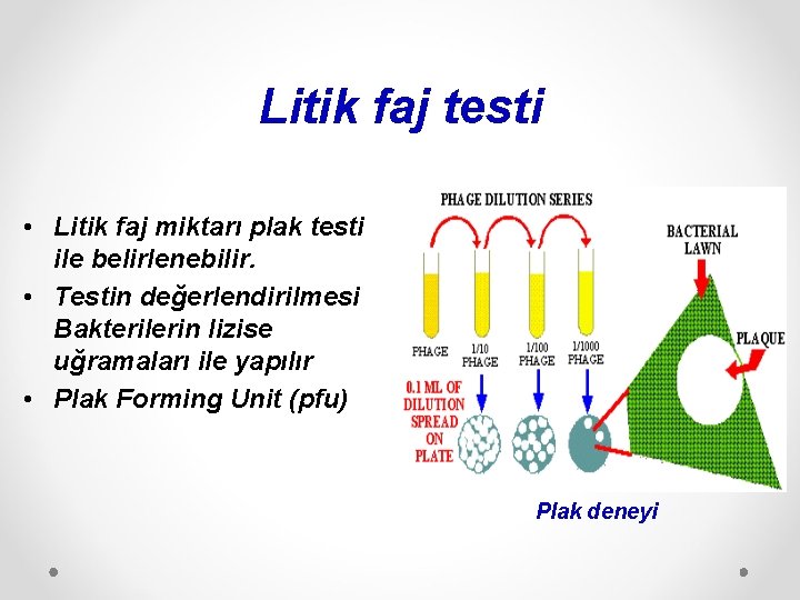 Litik faj testi • Litik faj miktarı plak testi ile belirlenebilir. • Testin değerlendirilmesi