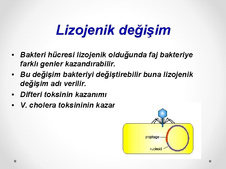 Lizojenik değişim • Bakteri hücresi lizojenik olduğunda faj bakteriye farklı genler kazandırabilir. • Bu