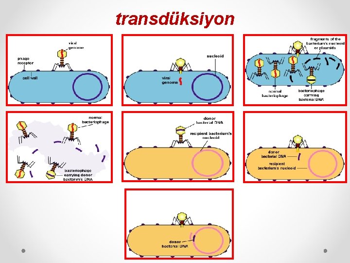 transdüksiyon 